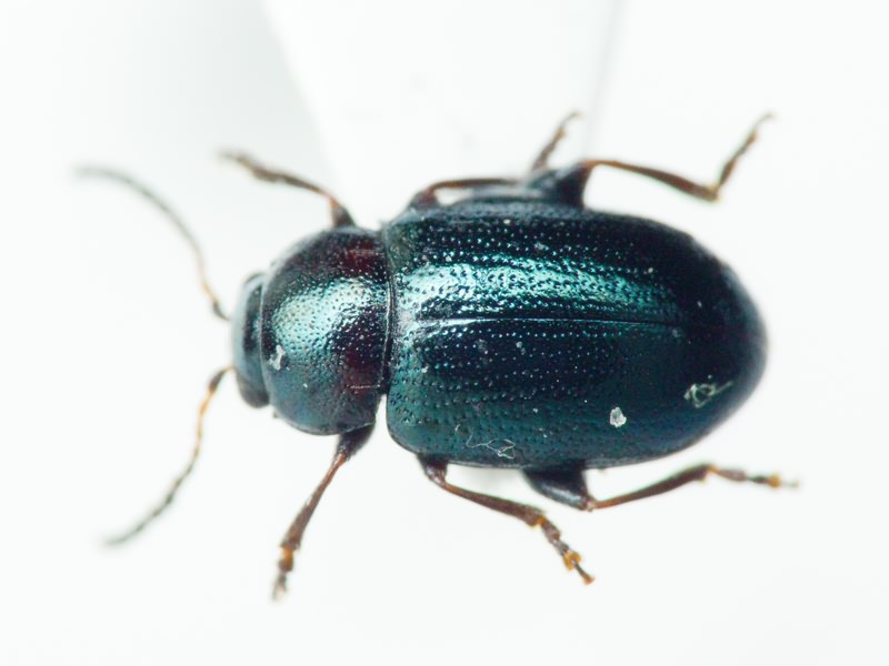 Podagrica malvae (Illiger, 1807)